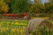 12th Oct 2022 - Haybale, Goldenrod, and Sumac 