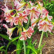 15th Oct 2022 - My One & Only Hippeastrum ~ 