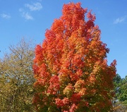 15th Oct 2022 - Fall Foliage
