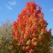 Fall Foliage by allie912