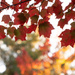 Autumn Palette by Weezilou