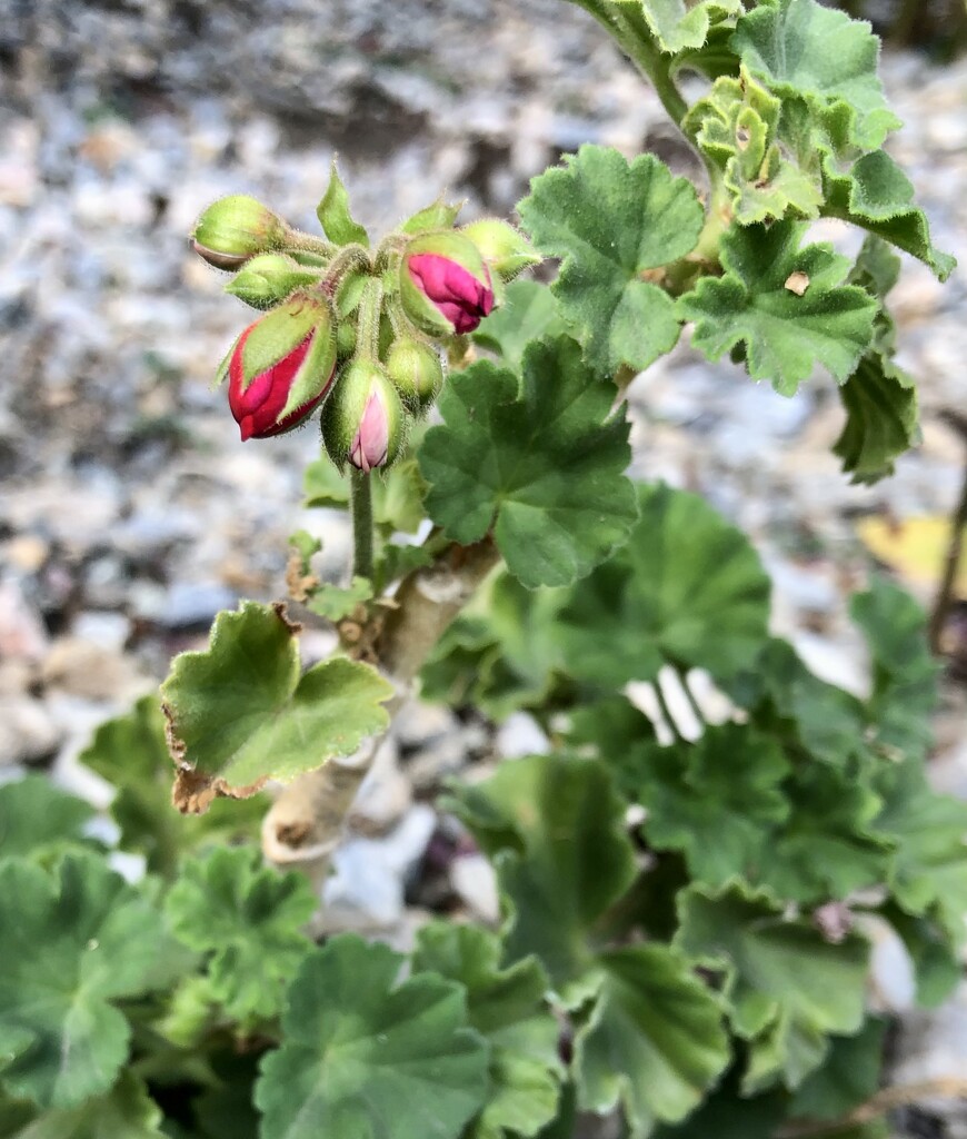 Geranium  by loweygrace