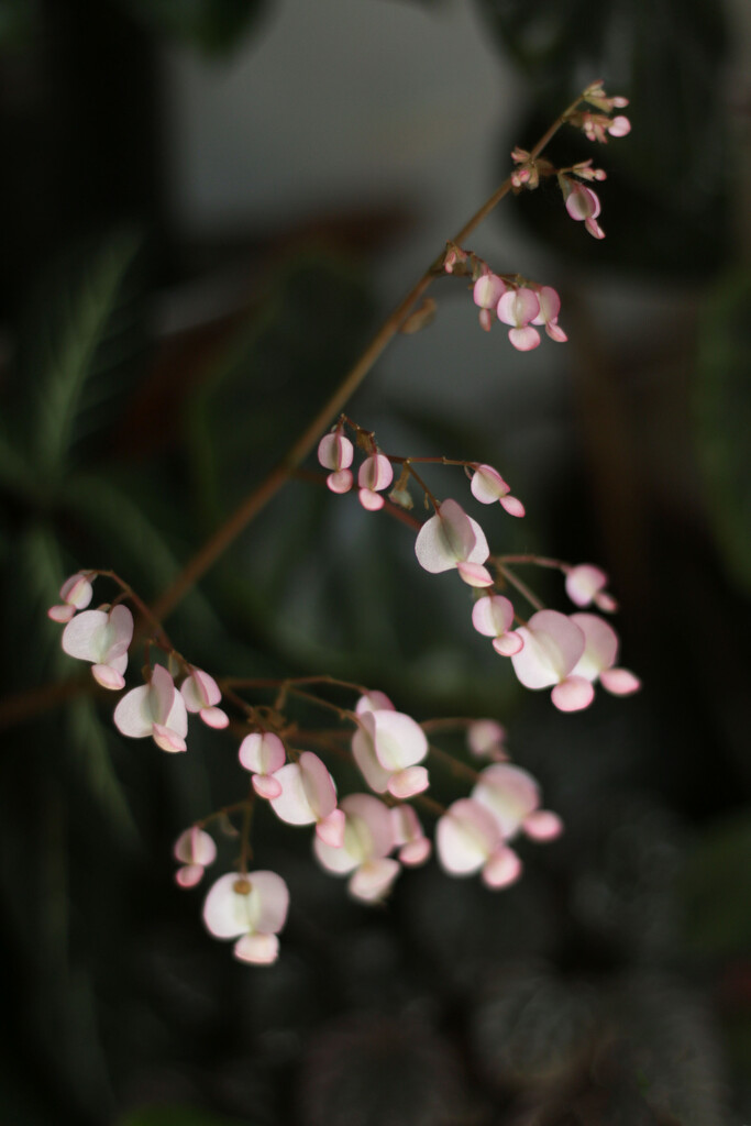 begonia inflorescence  by kali66