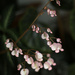 begonia inflorescence  by kali66