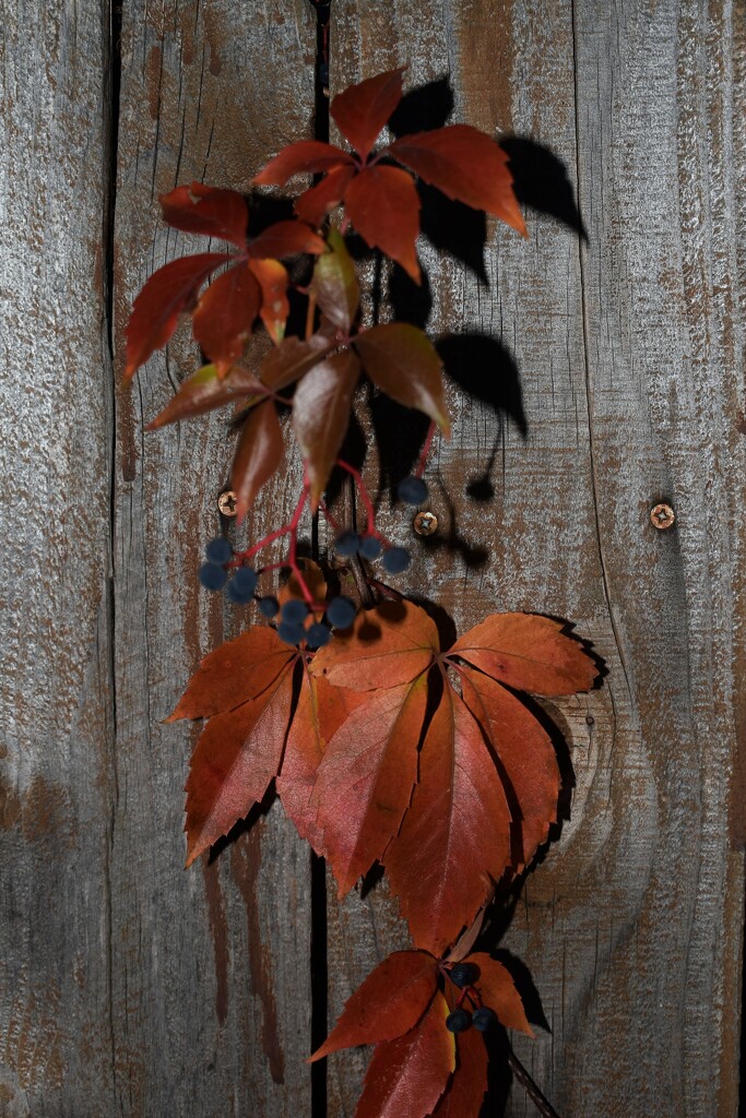 Virginia Creeper and berries by sandlily