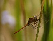 13th Oct 2022 - Dragonfly delight
