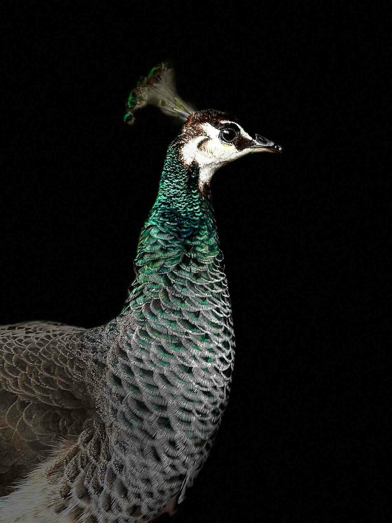 Peahen by pusspup