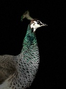 15th Oct 2022 - Peahen