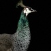 Peahen by pusspup