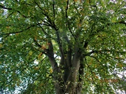 15th Oct 2022 - Old Beech tree in Autumn time.
