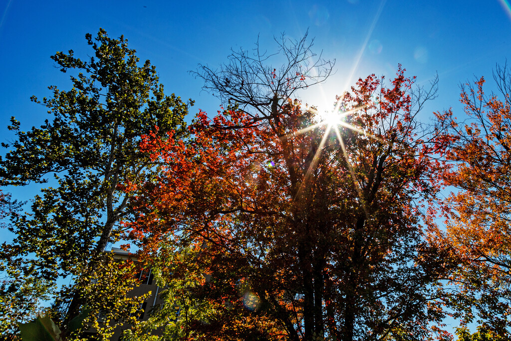 Autumn Sunburst by hjbenson