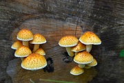 15th Oct 2022 - So many wild fungi in the woods right now!