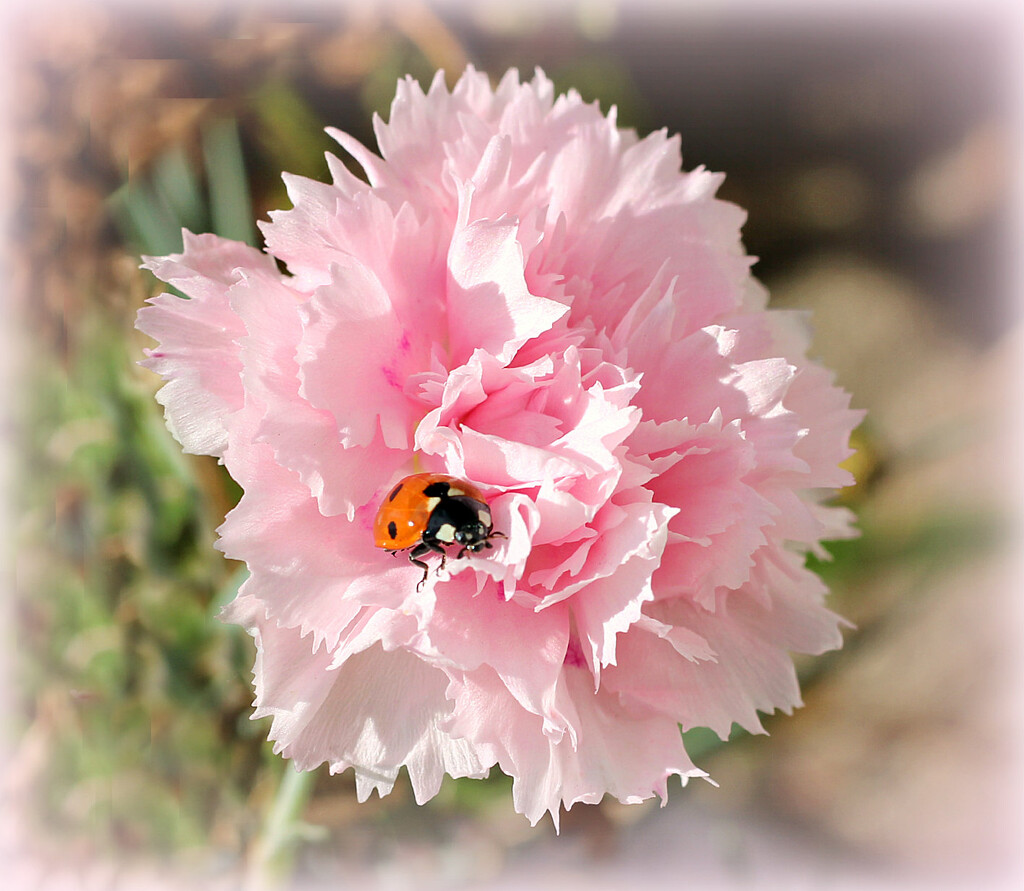 Ladybird in a   Pink . by wendyfrost