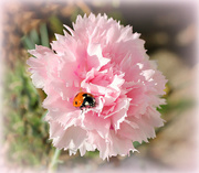15th Oct 2022 - Ladybird in a   Pink .