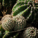 Prickly by mumswaby