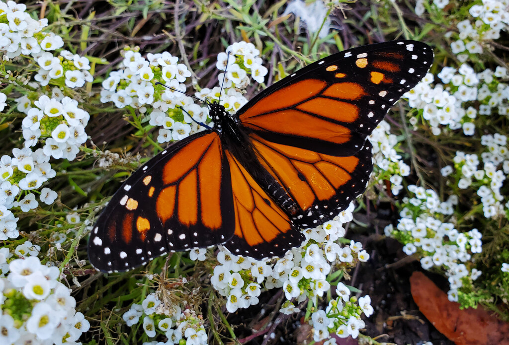 First and Only Monarch of the Year by milaniet