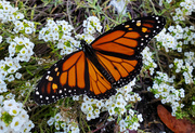 15th Oct 2022 - First and Only Monarch of the Year