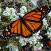 First and Only Monarch of the Year by milaniet