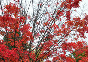 15th Oct 2022 - Leaves of red