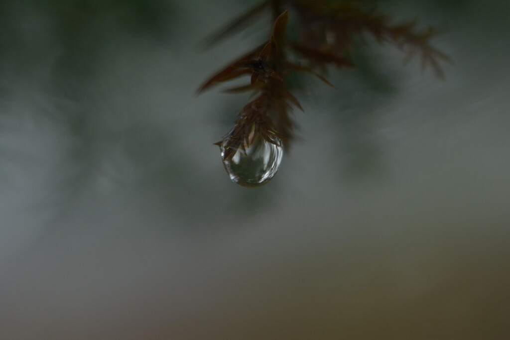 Fir tree raindrop...... by ziggy77