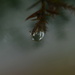Fir tree raindrop...... by ziggy77