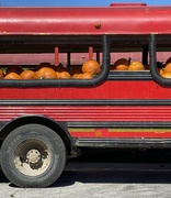 14th Oct 2022 - Pumpkin Harvest
