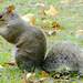 Grey Squirrel by fishers