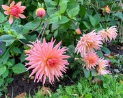 15th Oct 2022 - Another Dahlia..
