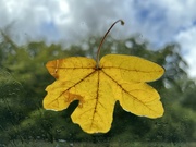 15th Oct 2022 - Another leaf