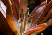 16th Oct 2022 - Gymea lily