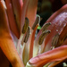 Gymea lily by peterdegraaff