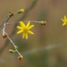 Pityopsis graminifolia... by marlboromaam