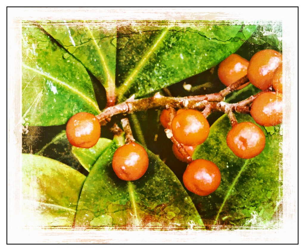 Aucuba berries. by beryl
