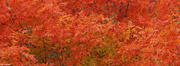13th Oct 2022 - Fall Reds