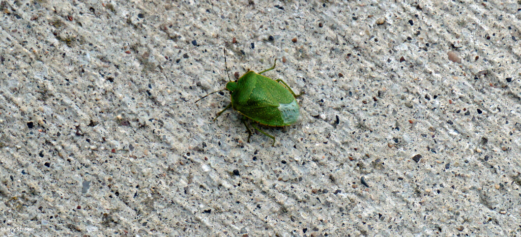 Green stink bug by larrysphotos