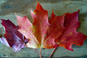 15th Oct 2022 - Red Maple leaf