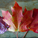 Red Maple leaf by larrysphotos