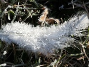 16th Oct 2022 - A frost covered feather