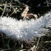 A frost covered feather by Dawn