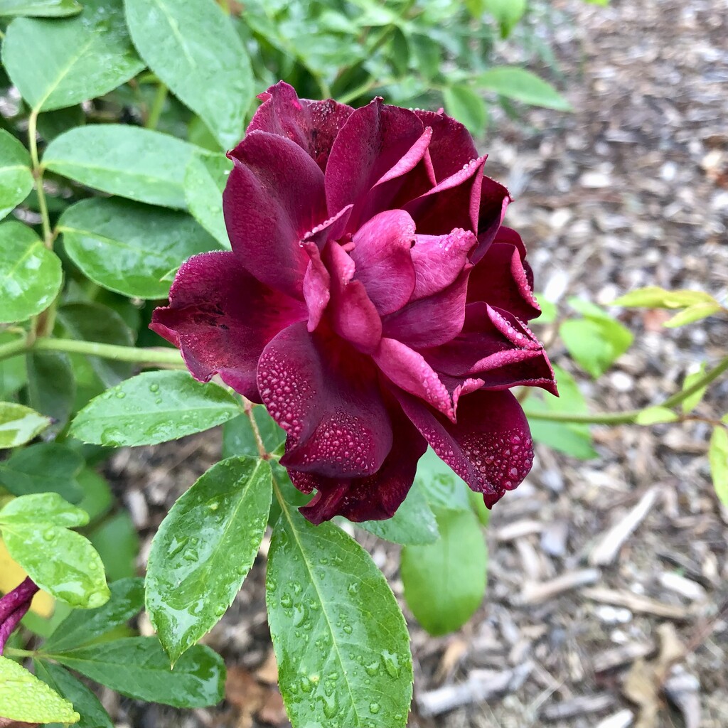 Rainy Day Rose by loweygrace