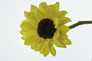15th Oct 2022 - Sunflower