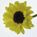 Sunflower by skipt07