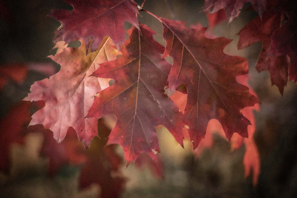 Red leaves by dawnbjohnson2