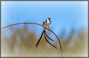 16th Oct 2022 - Pin tailed Whydah  