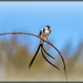 Pin tailed Whydah   by ludwigsdiana