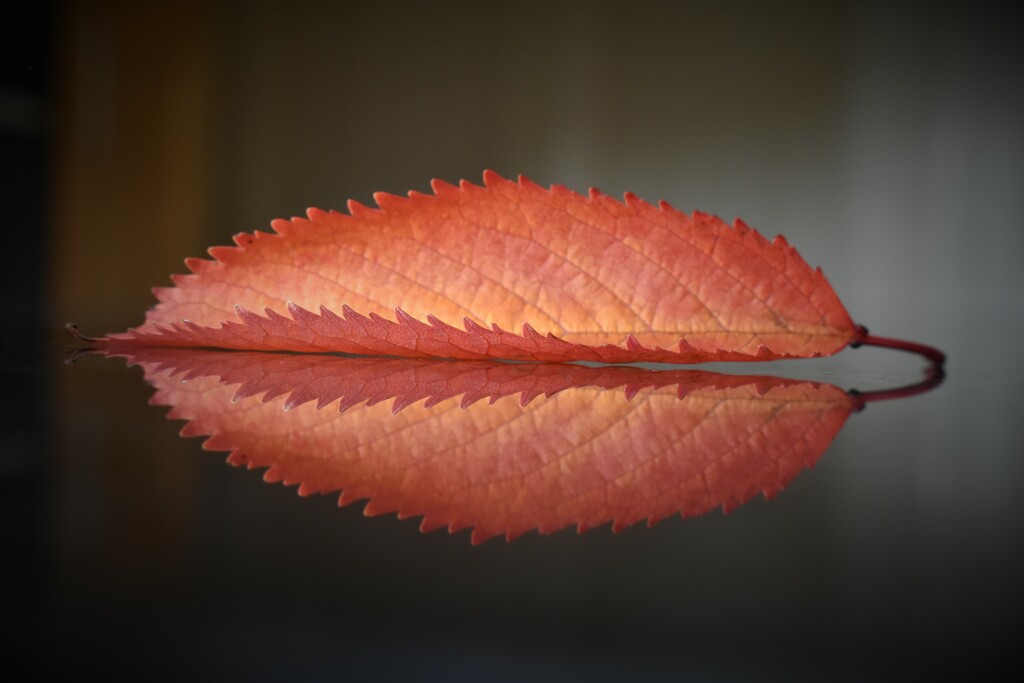 An Autumn leaf and its reflection by anitaw