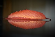 16th Oct 2022 - An Autumn leaf and its reflection