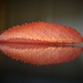 An Autumn leaf and its reflection by anitaw