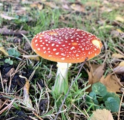 16th Oct 2022 - Fly agaric