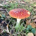Fly agaric by philm666